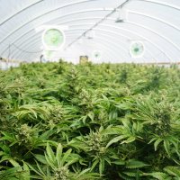 Cannabis Commercial Growing
